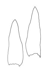 Tetrodontium brownianum, perichaetial leaves. Drawn from A.J. Fife 6314, CHR 104731.
 Image: R.C. Wagstaff © Landcare Research 2017 